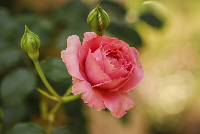 一朵粉玫瑰花图片