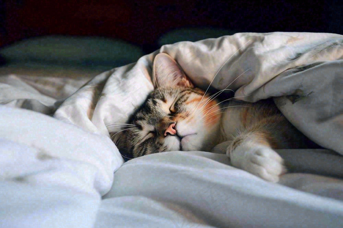 被窝里睡觉的猫猫，可爱的动物摄影图