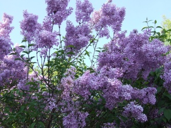 紫丁香花的图片