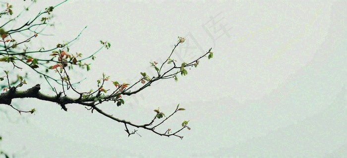 春天枝叶萌芽发芽绿叶，简约清新立春摄影图