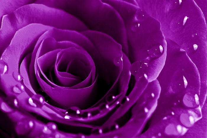 露珠紫色玫瑰
