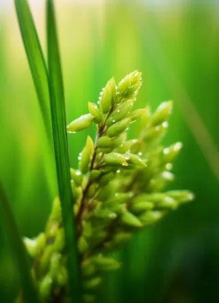 小麦麦穗稻穗摄影图素材背景