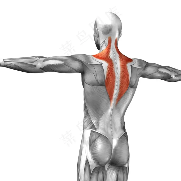 背面颈部肌肉人体结构图