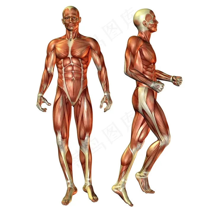 人体骨骼高清图片人体器官图