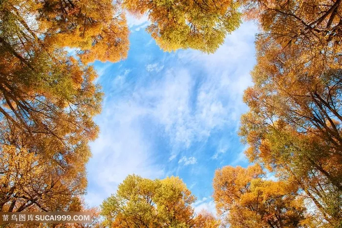 秋天的树木蓝天白云