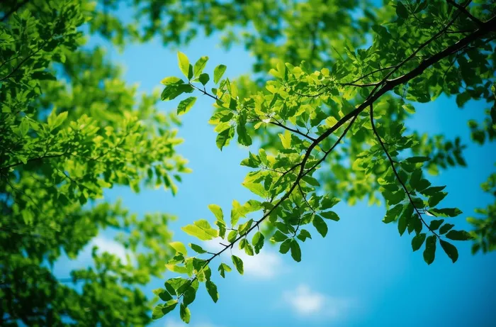 绿色的树枝和蓝天的照片风格仰拍摄影摄影图桌面壁纸