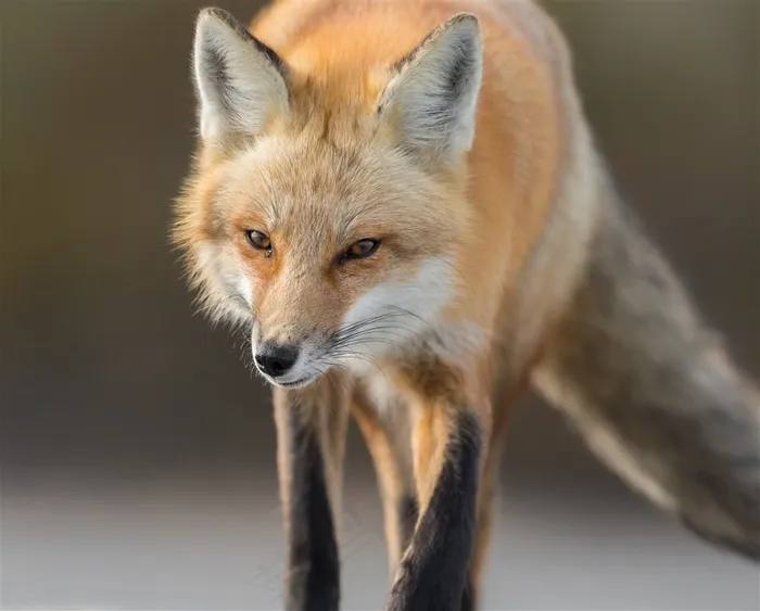 集中注视着什么的狐狸摄影高清图片动物大全