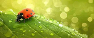 春天雨水叶子绿叶上的七星瓢虫，虫类，谷雨春分摄影图
