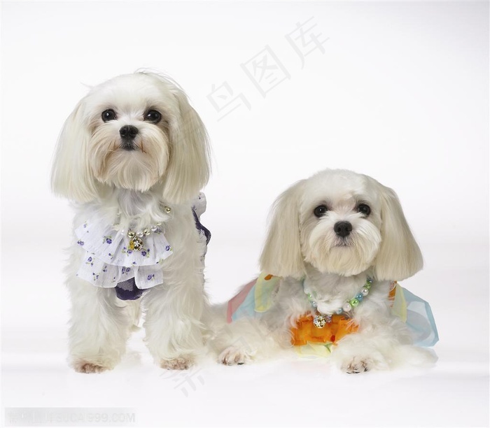 迷你犬 两只漂亮的可爱狗狗正面西施犬 菜鸟图库