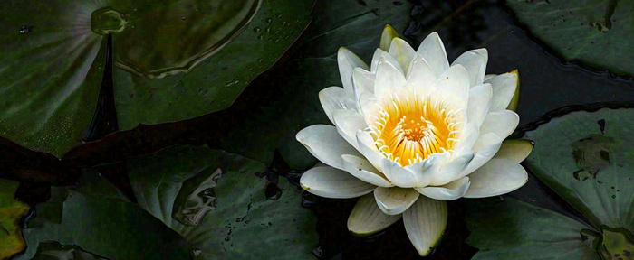 夏天荷花池荷叶白荷花睡莲特写，夏至小暑大暑摄影图