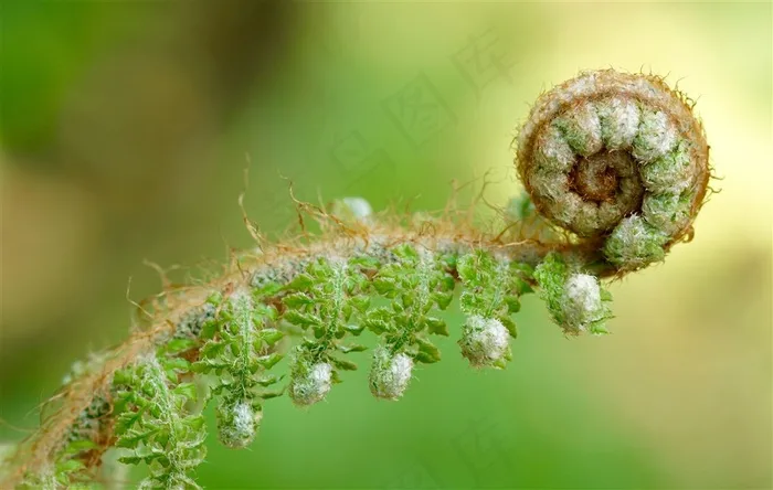 蕨类植物摄影