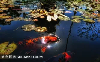 荷花池里的金鱼 菜鸟图库 荷花池里的金鱼 菜鸟图库