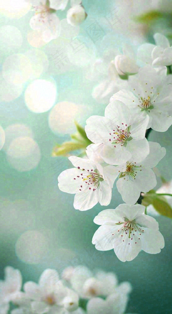 春天开满枝头的白色樱花花朵立春惊蛰春分摄影图