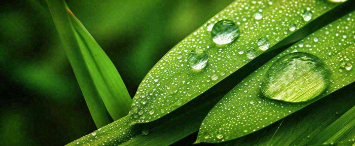 夏天绿叶露水露珠萌芽清新，雨水白露谷雨摄影图