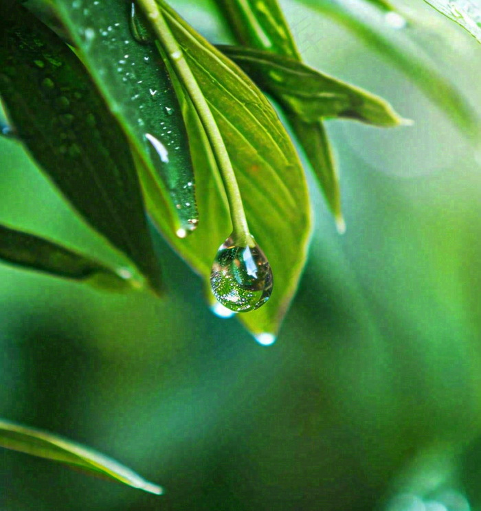 春天草地绿叶上的露珠，惊蛰雨水谷雨摄影图