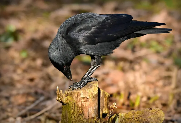 树墩上的黑色乌鸦特写摄影鸟元素