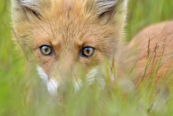 躲草丛的草狐图片动物大全