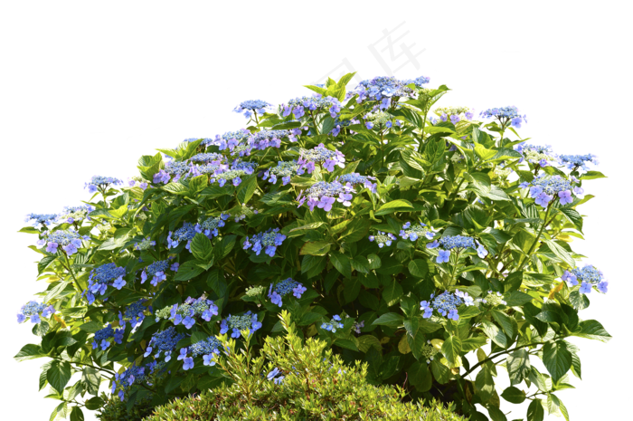 绣球花绣球花丛灌木自然春天