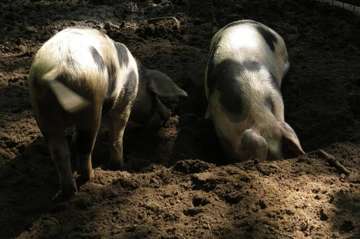 猪动物家畜畜生养猪农村牧场养殖黑猪
