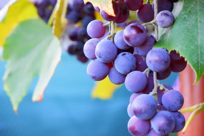 紫色葡萄成熟