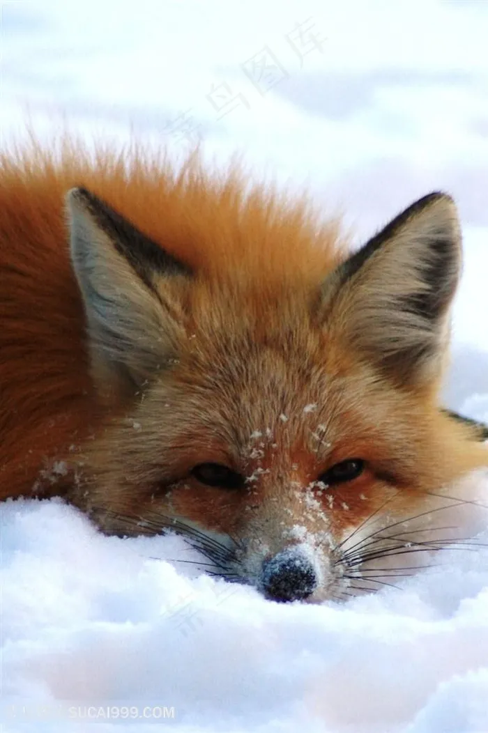 高清趴在雪地里赤狐动物图片