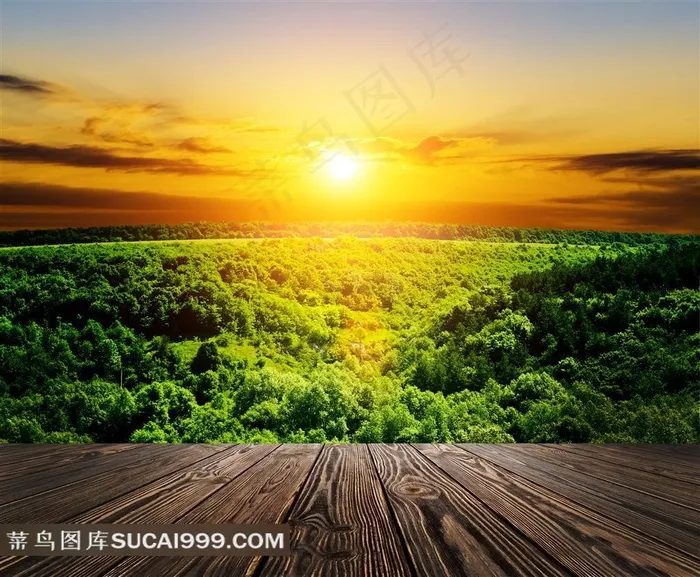 高清森林阳光风景图片
