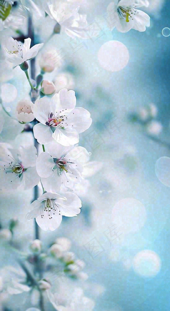 唯美清新白色鲜花，文艺新鲜浪漫情人节摄影图