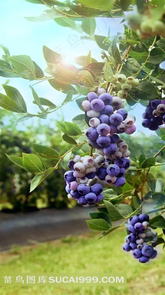 阳光下的新鲜蓝莓果树