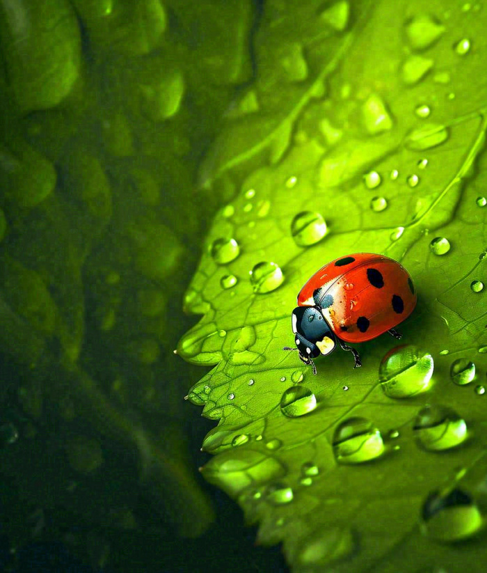 春天夏天七星瓢虫动物昆虫在绿叶上，谷雨立夏夏至小暑摄影图