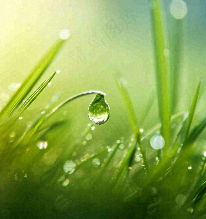 春天草地绿叶上的露珠，惊蛰雨水谷雨摄影图