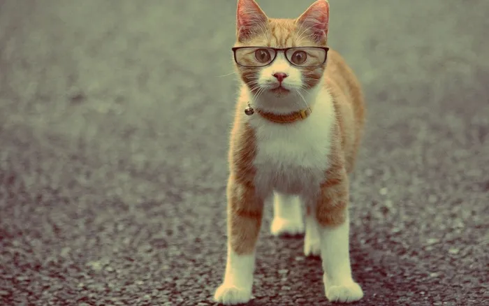 小猫眼镜  