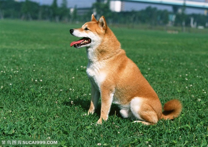 中型犬 坐着草地上的狗狗 菜鸟图库