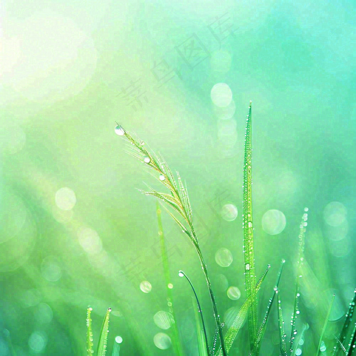 春天草地绿芽雨水露珠阳光，春分谷雨雨水白露摄影图