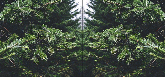 绿色绿植枝叶镜像镜头，新鲜生命力摄影图