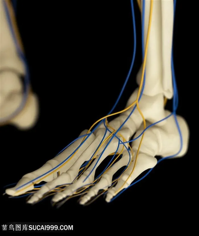 人体脚部骨骼图片