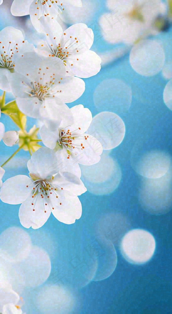 蓝色浪漫白色樱花花朵枝叶，立春惊蛰春分摄影图