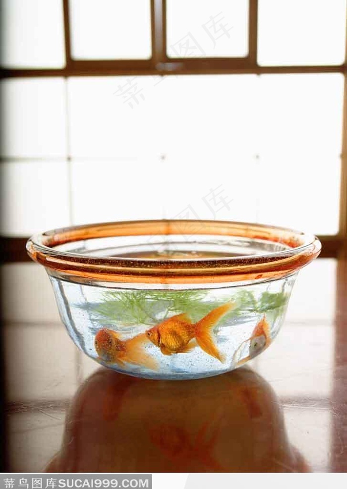 透明盆子里的金鱼水草 菜鸟图库 透明盆子里的金鱼水草 菜鸟图库