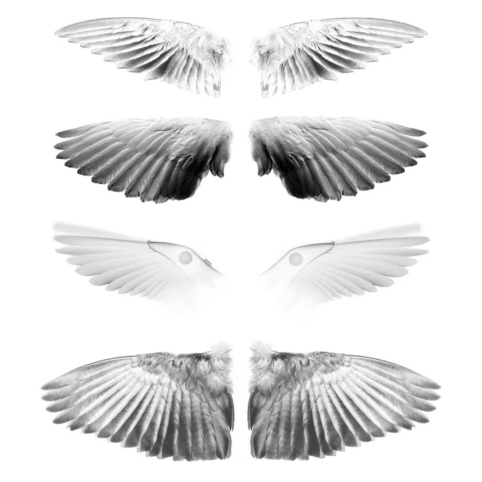翅膀素材图片