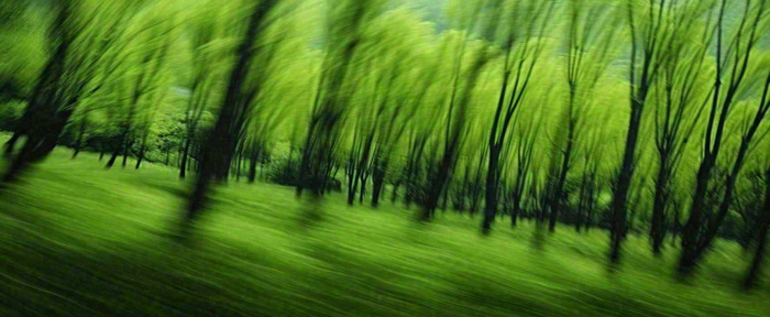 绿色树木虚幻树林摄影图