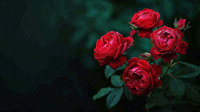 红玫瑰鲜花艳丽，花朵暗黑摄影图