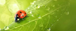 春天雨水叶子绿叶上的七星瓢虫，虫类，谷雨春分摄影图