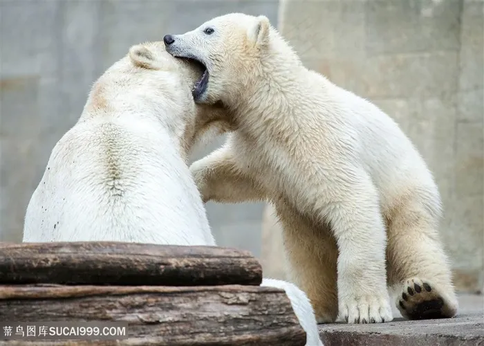 玩亲亲的北极熊图片