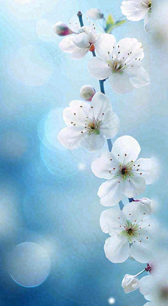 春天浪漫白色樱花花朵，立春春分摄影图