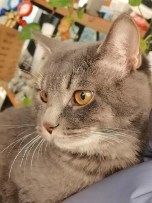 猫可爱蓝猫小猫咪侧脸背景 菜鸟图库