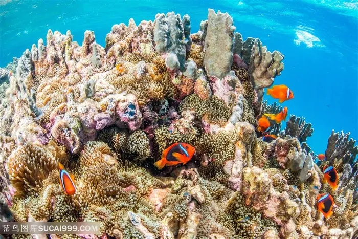 美丽海底珊瑚鱼群景色高清图片