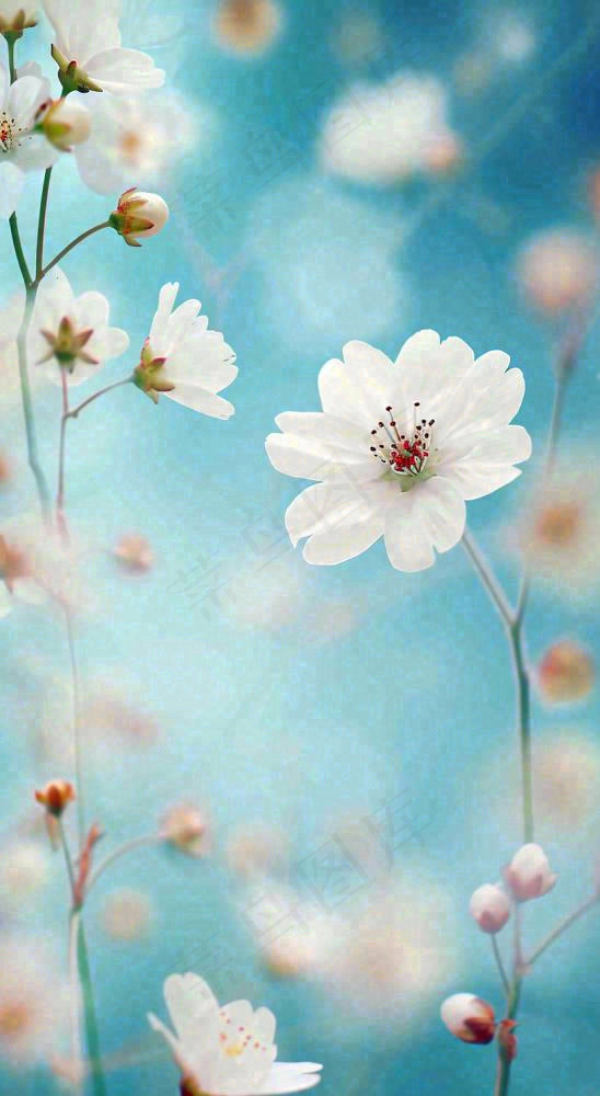 春天浪漫白色樱花花朵，立春春分摄影图