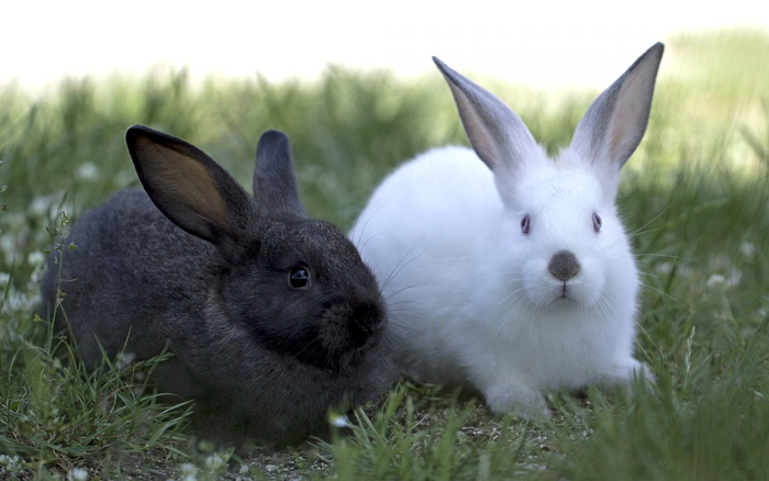 青紫兰兔和白兔杂交图片