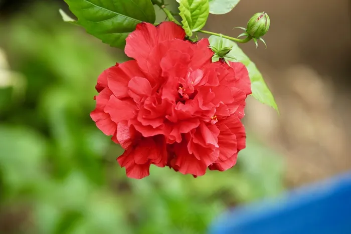 红色芙蓉花朵图片