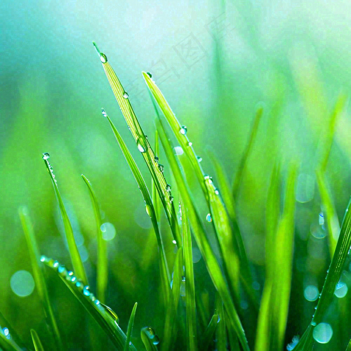 春天草地绿芽雨水露珠阳光，春分谷雨雨水白露摄影图