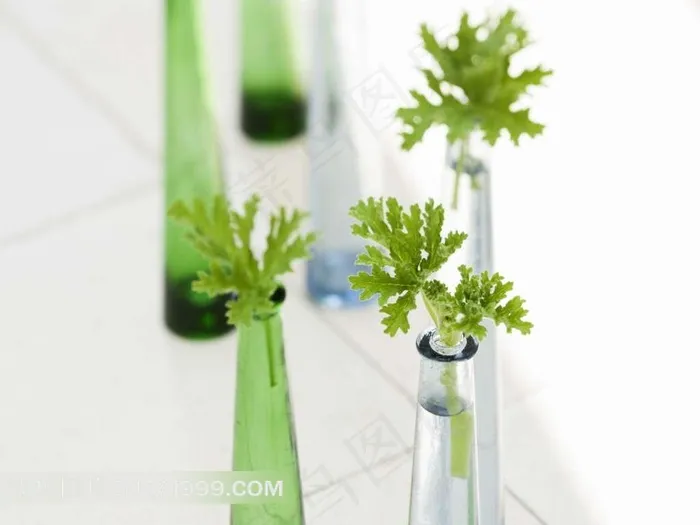 唯美玻璃瓶子和绿色植物素材图片